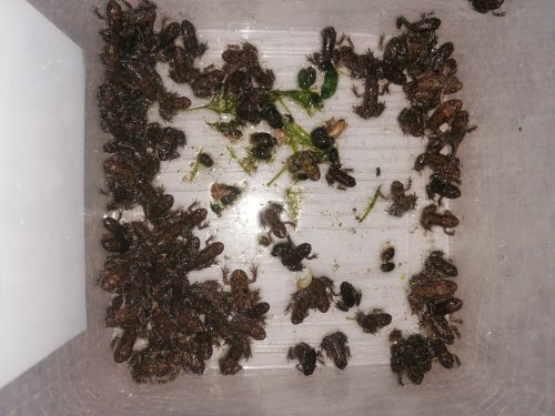 amphibians kaufen und verkaufen Photo: Bombina orientalisNachzuchten 2020 Versand möglich amphibians kaufen und verkaufen Photo: Bombina orientalisNachzuchten 2020 Versand möglich