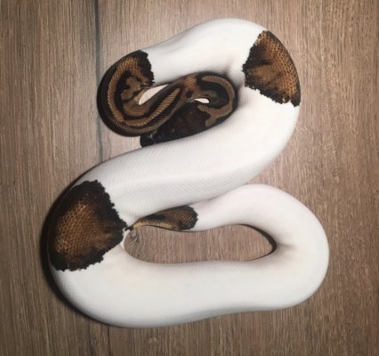 Schlangen kaufen und verkaufen Foto: Ball python available for Houten 20 september