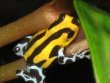 Amphibien kaufen und verkaufen Foto: 20 September Houten!AmphibiansDendrobates leucomelas, leucomelas genet D Amphibien kaufen und verkaufen Foto: 20 September Houten!AmphibiansDendrobates leucomelas, leucomelas genet D