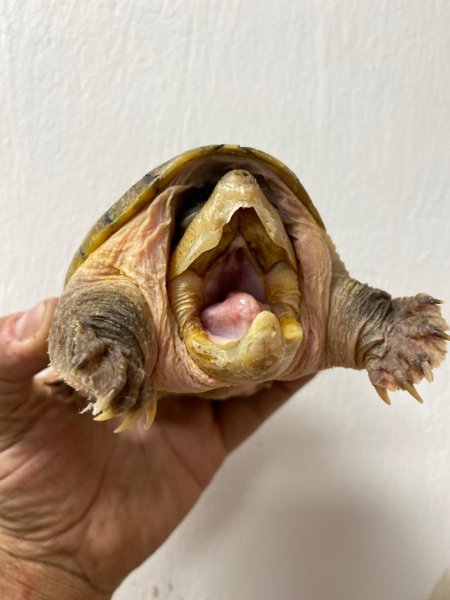 Schildkröten kaufen und verkaufen Foto: -Claudius angustatusSome available Schildkröten kaufen und verkaufen Foto: -Claudius angustatusSome available