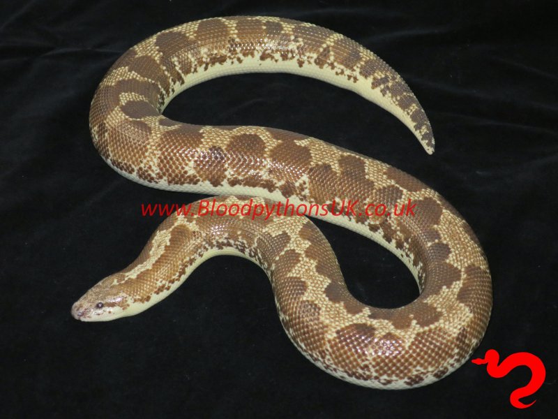 Schlangen kaufen und verkaufen Foto: For Houten 20th September Kenyan Sand Boa Schlangen kaufen und verkaufen Foto: For Houten 20th September Kenyan Sand Boa