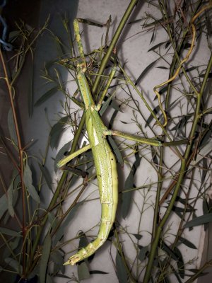 Insekten kaufen und verkaufen Foto: Riesenstabschrecke - Eurycnema versirubra - Tropidoderus childrenii5,00-6,00 Insekten kaufen und verkaufen Foto: Riesenstabschrecke - Eurycnema versirubra - Tropidoderus childrenii5,00-6,00