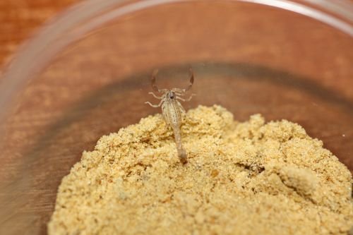 Spinnen und Skorpione kaufen und verkaufen Foto: For sale alive Mesobuthus caucasicus (from 2i to 5i)