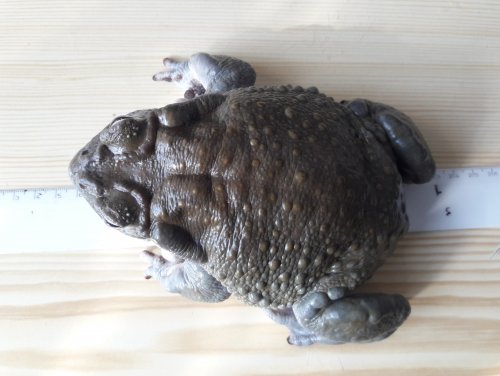 Amphibien kaufen und verkaufen Foto: Incilius alvarius / Colorado river toadPossible pick