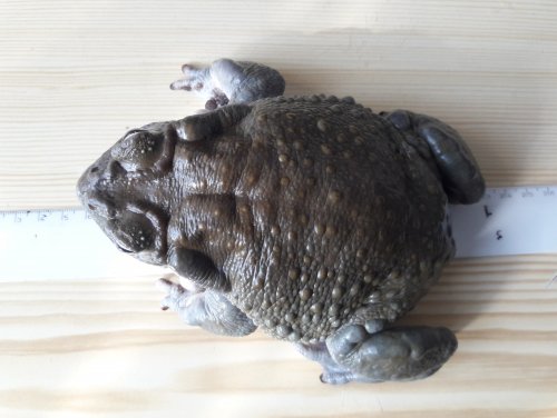 Amphibien kaufen und verkaufen Foto: Incilius alvarius / Colorado river toadPossible pick Amphibien kaufen und verkaufen Foto: Incilius alvarius / Colorado river toadPossible pick