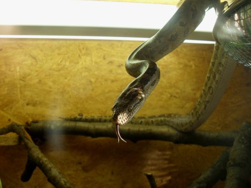 Schlangen kaufen und verkaufen Foto: 1,0 Epicrates cenchria alvarezi (Argentinische Regenbogenboa)Adulter Bock Schlangen kaufen und verkaufen Foto: 1,0 Epicrates cenchria alvarezi (Argentinische Regenbogenboa)Adulter Bock