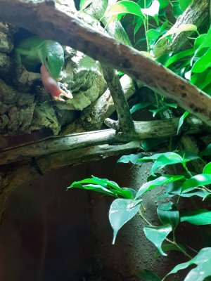 Echsen kaufen und verkaufen Foto: G.prasina 0.0.5 N2 2020 Živá exotika Echsen kaufen und verkaufen Foto: G.prasina 0.0.5 N2 2020 Živá exotika