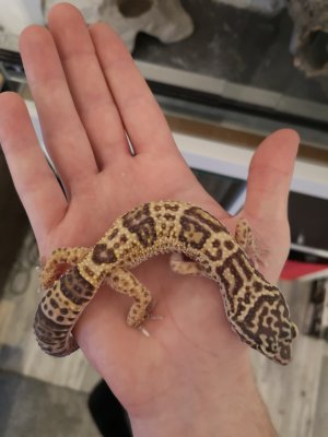 Echsen kaufen und verkaufen Foto: Ich biete mehrere adulte Leopardgeckos aufgrund einer Echsen kaufen und verkaufen Foto: Ich biete mehrere adulte Leopardgeckos aufgrund einer