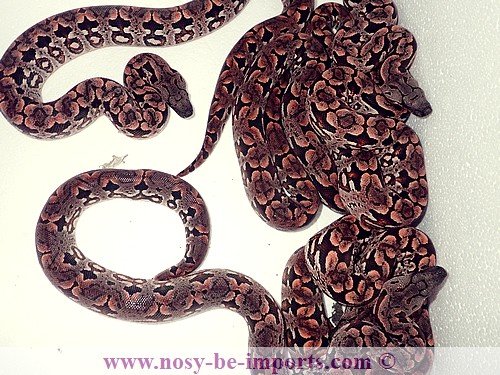 Schlangen kaufen und verkaufen Foto: - 0.0.2 Acrantophis dumerili CBB December 2019- Schlangen kaufen und verkaufen Foto: - 0.0.2 Acrantophis dumerili CBB December 2019-