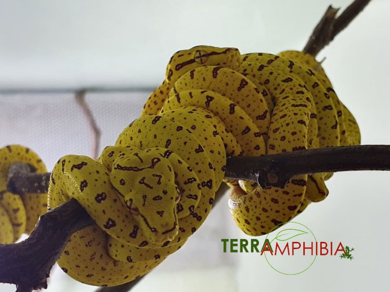 Amphibien kaufen und verkaufen Foto: 20 September Houten!AmphibiansDendrobates leucomelas, leucomelas genetDe Amphibien kaufen und verkaufen Foto: 20 September Houten!AmphibiansDendrobates leucomelas, leucomelas genetDe