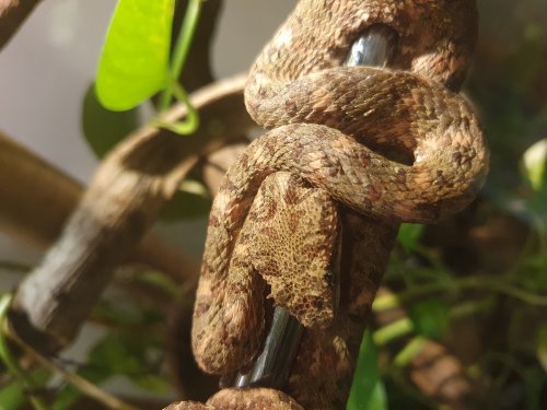 Schlangen kaufen und verkaufen Foto: Botriechis schlegelii 1.0 cb 2018.Eats defrosted.Can bring