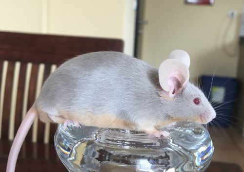 Exotische Säuger kaufen und verkaufen Foto: Showmäuse/Rassemäuse/Farbmäuse - Böcke aus Rassezucht. Anfragen unter Exotische Säuger kaufen und verkaufen Foto: Showmäuse/Rassemäuse/Farbmäuse - Böcke aus Rassezucht. Anfragen unter