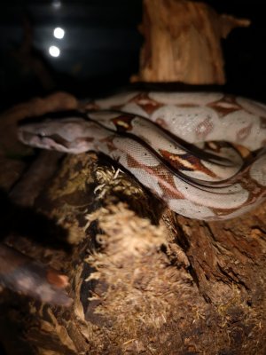 Schlangen kaufen und verkaufen Foto: Biete zur Abholung0.0.1 boa constrictor constrictor x Schlangen kaufen und verkaufen Foto: Biete zur Abholung0.0.1 boa constrictor constrictor x
