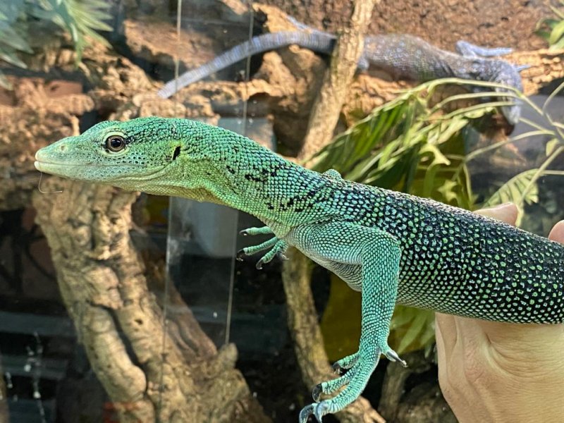 Schlangen kaufen und verkaufen Foto: HOUTENSnakes-1.1 Morelia viridis adult 1.0padaido 0.1biak Schlangen kaufen und verkaufen Foto: HOUTENSnakes-1.1 Morelia viridis adult 1.0padaido 0.1biak