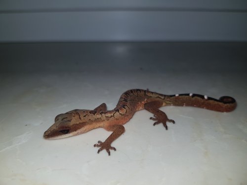Echsen kaufen und verkaufen Foto: 0.2 Aeluroscalabotes felinus (DNZ 2020) Echsen kaufen und verkaufen Foto: 0.2 Aeluroscalabotes felinus (DNZ 2020)