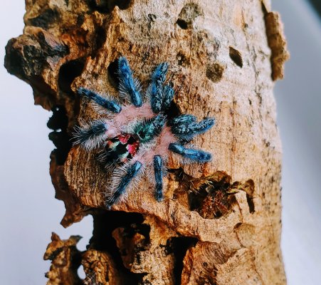 Spinnen und Skorpione kaufen und verkaufen Foto: Biete / For sale:0.1 Typhochlaena seladonia 1.5cm