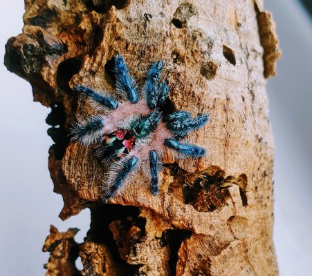 Spinnen und Skorpione kaufen und verkaufen Foto: Biete / For sale:0.1 Typhochlaena seladonia 1.5cm Spinnen und Skorpione kaufen und verkaufen Foto: Biete / For sale:0.1 Typhochlaena seladonia 1.5cm