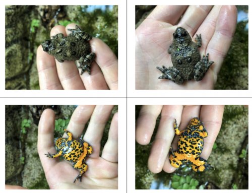 amphibians kaufen und verkaufen Photo: Bombina variegata variegata (Hungarian) OWN offspring for amphibians kaufen und verkaufen Photo: Bombina variegata variegata (Hungarian) OWN offspring for