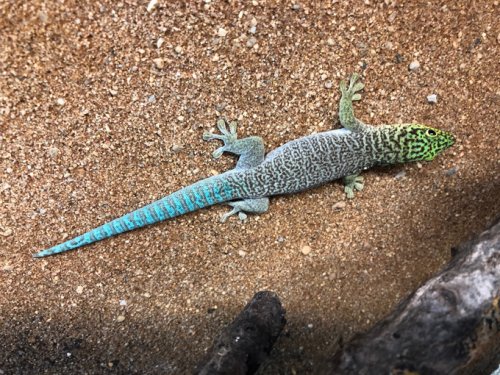Echsen kaufen und verkaufen Foto: I can offer youngsters Phelsuma klemmeri, Ph. Echsen kaufen und verkaufen Foto: I can offer youngsters Phelsuma klemmeri, Ph.