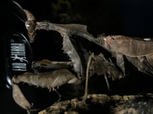 Insekten kaufen und verkaufen Foto: Hallo!Parablepharis kuhlii asiatica L3-4 Insekten kaufen und verkaufen Foto: Hallo!Parablepharis kuhlii asiatica L3-4