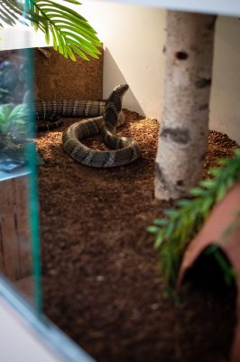 Snakes kaufen und verkaufen Photo: Ophiophagus Hannah CB 18 1.0 China Snakes kaufen und verkaufen Photo: Ophiophagus Hannah CB 18 1.0 China