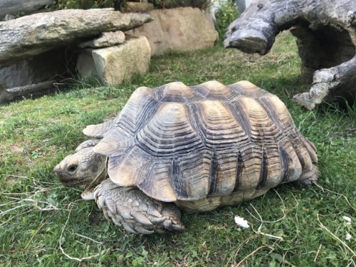 Turtles and Tortoises kaufen und verkaufen Photo: 1.0 Sulcata zu verkaufen 