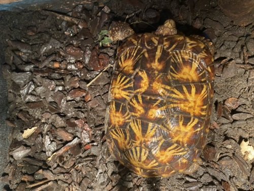 Turtles and Tortoises kaufen und verkaufen Photo: Biete 1:0 Malacochersus Tornieri! Aus Platzmangel umständehalber Turtles and Tortoises kaufen und verkaufen Photo: Biete 1:0 Malacochersus Tornieri! Aus Platzmangel umständehalber