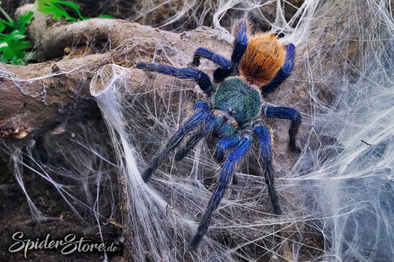 Spinnen und Skorpione kaufen und verkaufen Foto: Für Abholung in Bielefeld oder PaderbornArtenprofile, Fotos