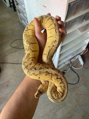 Schlangen kaufen und verkaufen Foto: Breeder malePython regius / Ball Python1.0 dragonfly Schlangen kaufen und verkaufen Foto: Breeder malePython regius / Ball Python1.0 dragonfly