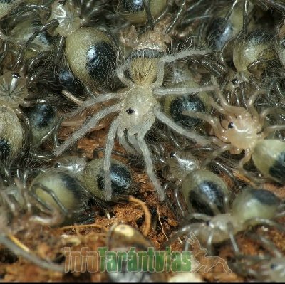 Vogelspinnen kaufen und verkaufen Foto: Swap also:0.0.XX Tliltocatl albopilosus (Honduras)0.0.30 Lasiodora parahyban Vogelspinnen kaufen und verkaufen Foto: Swap also:0.0.XX Tliltocatl albopilosus (Honduras)0.0.30 Lasiodora parahyban