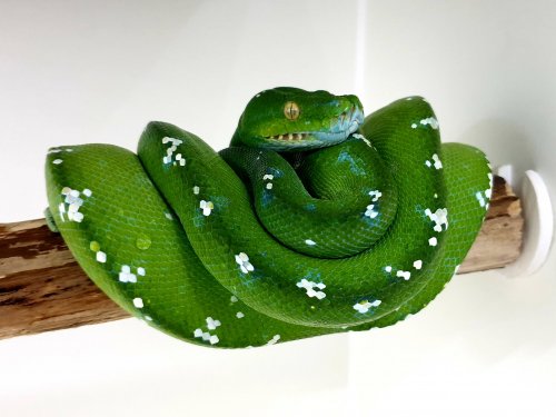 Schlangen kaufen und verkaufen Foto: 1.0 Morelia Viridis Aru CB14(Verkauft) 0.1 Morelia Schlangen kaufen und verkaufen Foto: 1.0 Morelia Viridis Aru CB14(Verkauft) 0.1 Morelia