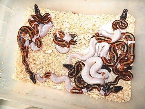 Schlangen kaufen und verkaufen Foto: Python Regius Pied 2020 Königspythons - Piebald