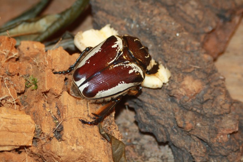 Insekten kaufen und verkaufen Foto: Neu eingetroffen:-Goliath Kaefer/Goliathus goliathus und orientalis-Cosmoder Insekten kaufen und verkaufen Foto: Neu eingetroffen:-Goliath Kaefer/Goliathus goliathus und orientalis-Cosmoder