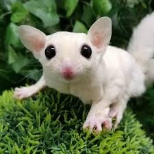 Exotische Säuger kaufen und verkaufen Foto: Sehr schönes Junges Sugar glider Paar Weibchen Exotische Säuger kaufen und verkaufen Foto: Sehr schönes Junges Sugar glider Paar Weibchen