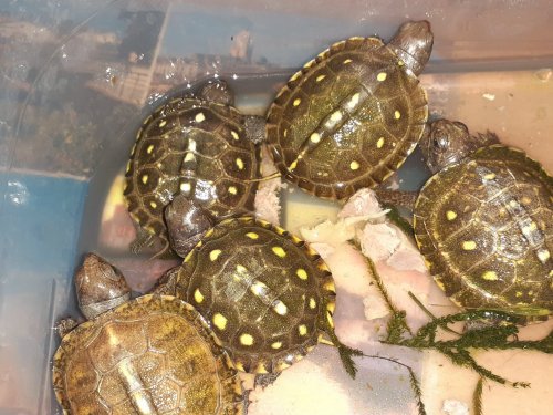 Schildkröten kaufen und verkaufen Foto: Looking to buy couple cuora amboinensispossible exchange Schildkröten kaufen und verkaufen Foto: Looking to buy couple cuora amboinensispossible exchange