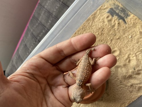 Echsen kaufen und verkaufen Foto: 0.0.2 Nephrurus Amyae 450€Info. Echsen kaufen und verkaufen Foto: 0.0.2 Nephrurus Amyae 450€Info.