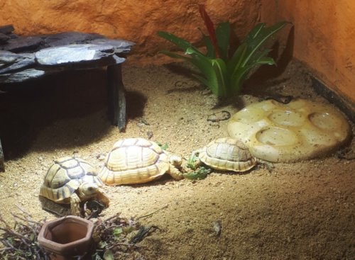 Schildkröten  kaufen und verkaufen Foto: Ich suche ein weibliches Testudo kleinmanni (ägyptische