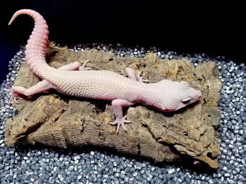 Echsen kaufen und verkaufen Foto: 1.0 Tremper Blazing BlizzardLeopardgecko. Aus 2019.Wegen Zuchtaufgabe Echsen kaufen und verkaufen Foto: 1.0 Tremper Blazing BlizzardLeopardgecko. Aus 2019.Wegen Zuchtaufgabe