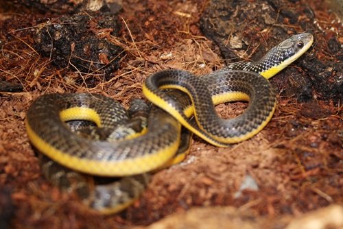 Snakes kaufen und verkaufen Photo: Erythrolamprus poecilogyros (Goldbauch-Buntnatter) NZ 2020 / 2021