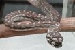 fotoM.bredli NZ 2019