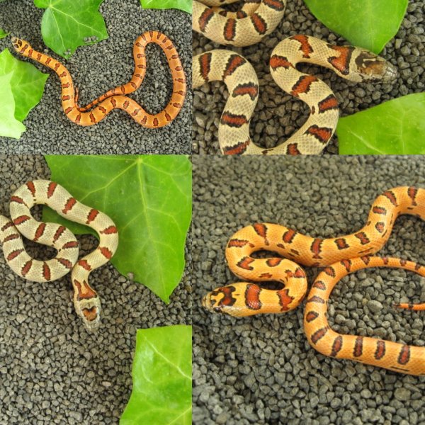 Schlangen kaufen und verkaufen Foto: 5,6 Lampropeltis Leonis (Mexicana Thayeri) NZ 201,0