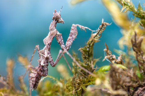 Insekten kaufen und verkaufen Foto: Verkaufe Moosmantis (Haania orlovi) NZ L2-L4Lässt sich Insekten kaufen und verkaufen Foto: Verkaufe Moosmantis (Haania orlovi) NZ L2-L4Lässt sich