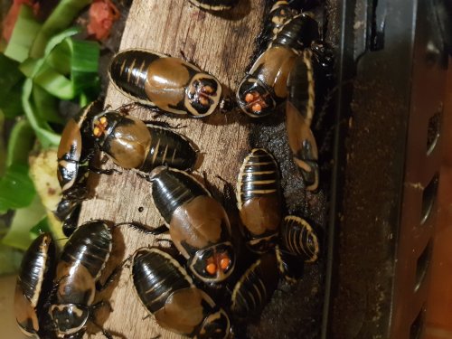 Insekten kaufen und verkaufen Foto: Biete ca 30 Leuchtaugenschaben Lucihormetica verrucosa 9,-€ Insekten kaufen und verkaufen Foto: Biete ca 30 Leuchtaugenschaben Lucihormetica verrucosa 9,-€