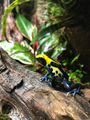 Amphibien kaufen und verkaufen Foto: Dendrobates tinctorius Brasilianer Meine eigenen nachzuchten mit Amphibien kaufen und verkaufen Foto: Dendrobates tinctorius Brasilianer Meine eigenen nachzuchten mit
