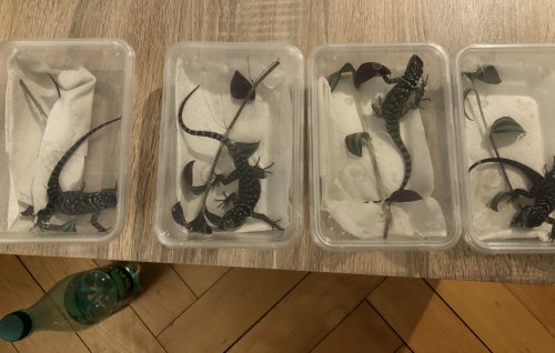 Echsen kaufen und verkaufen Foto: 1.3 Sceloporus cyanogenys 2019 I will be Echsen kaufen und verkaufen Foto: 1.3 Sceloporus cyanogenys 2019 I will be
