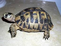 Schildkröten kaufen und verkaufen Foto: Testudo graeca nabeulensis 2.0 ADULT Schildkröten kaufen und verkaufen Foto: Testudo graeca nabeulensis 2.0 ADULT