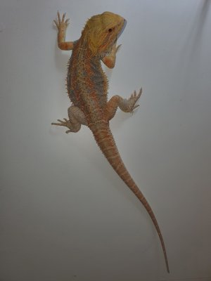 Echsen kaufen und verkaufen Foto: I have got unrelated pair of Pogona Echsen kaufen und verkaufen Foto: I have got unrelated pair of Pogona