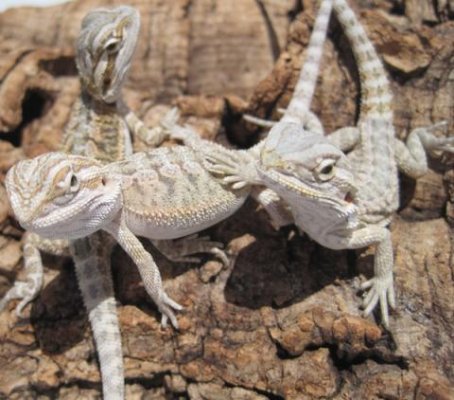 Echsen kaufen und verkaufen Foto: Baby Hypo Bearded Dragons€70 eachSize: 4 1/2 Echsen kaufen und verkaufen Foto: Baby Hypo Bearded Dragons€70 eachSize: 4 1/2