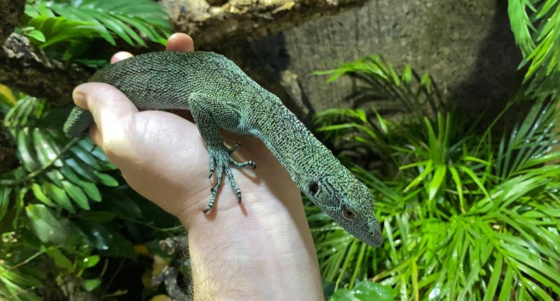 Schlangen kaufen und verkaufen Foto: AVAILABLELizards-0.1 Varanus kordensis CB17 -1.2 iguana Schlangen kaufen und verkaufen Foto: AVAILABLELizards-0.1 Varanus kordensis CB17 -1.2 iguana