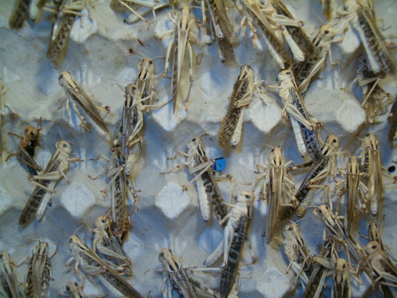 Futtertiere kaufen und verkaufen Foto: Biete aus eigener Zucht Wanderheuschrecken und Wüstenheuschrecken an.